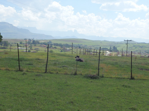 Cattle in the field.